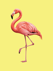 pink flamingo vector