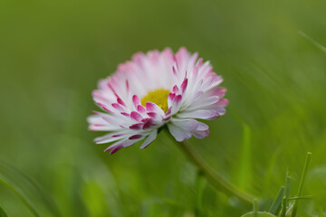Close-up flower with yellow pollen pistils, pink bushy Bellis perennis, lonely daisy flower in the meadow, daisy with many filigree petals pink at the tips, daisy flower, beautiful bokeh