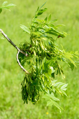 Fraxinus excelsior Esche gemeine Esche Detail Frucht