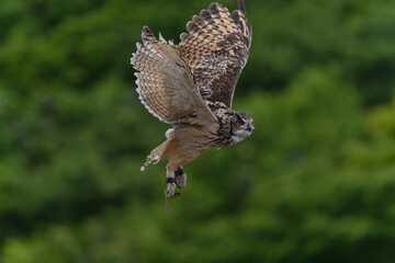 Hunting Owl in flight. Wildlife scene from wild green forest