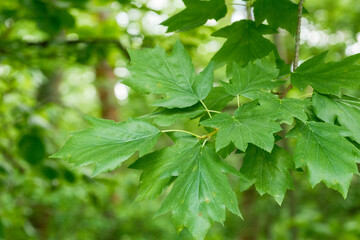 Sorbus torminalis Elsbeere Detail Blatt