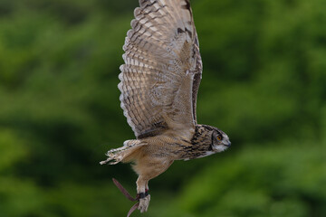 Hunting Owl in flight. Wildlife scene from wild green forest