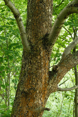 Sorbus torminalis Elsbeere Detail Stamm