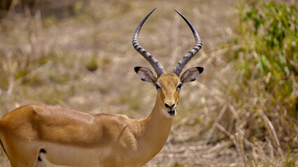 antelope