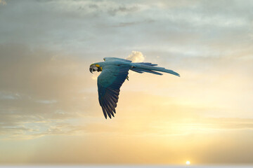 Blue-and-yellow Macaw Also Known As The Blue-and-gold Macaw flying in the golden and blue sky