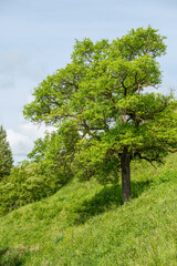 Pyrus communis Wildbirne an einem Trockenhang bei Jena