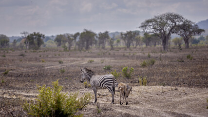 Fototapeta premium zebra