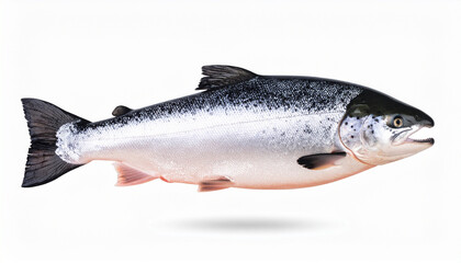 Naklejka premium Fresh Atlantic Salmon Fish Isolated on White Background – High-Quality Seafood Image Perfect for Culinary, Market, and Nutrition Concepts