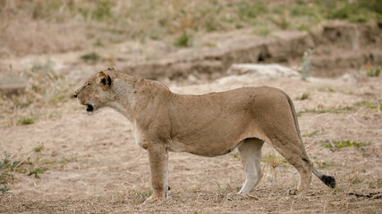 Naklejka premium lion