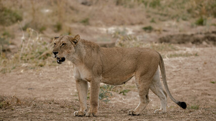 lion