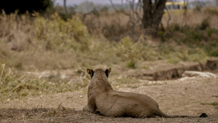 lion