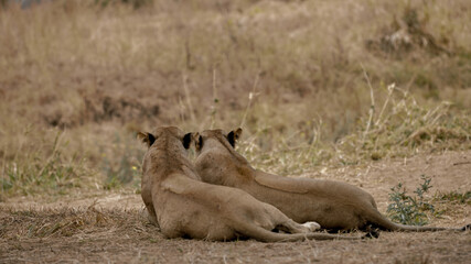 lion