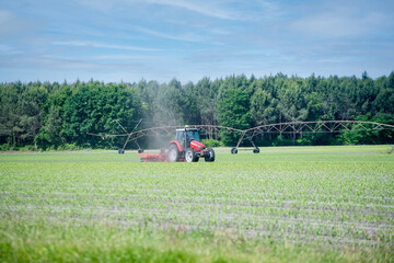 Farmer and his tractor working in a corn field before harvest.