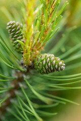 mountain pine with a cone close-up