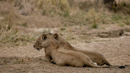 lion