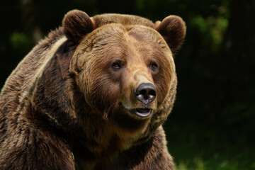 Brown bear standing and looking towards the horizon in forest