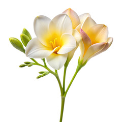 Obraz premium Yellow tropical frangipani flower isolated on white, a beautiful plumeria blossom