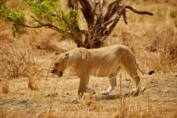 lion