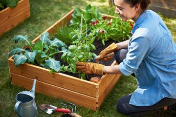 Woman gardener taking care of plants in raised garden bed