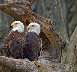 bald eagles  on a branch