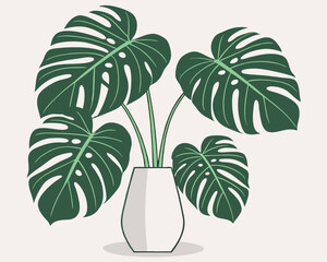Stylish Monstera Plant in a White Pot.