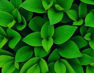 Fototapeta premium green leaves background
