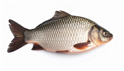 Fototapeta premium Fresh Crucian Carp Fish Isolated on White Background, Perfect for Culinary and Fishing Content