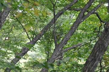 Korean mistletoe plant and seeds in natural forest. Medicinal parasitic plant growing on trees, traditionally used in herbal remedies.