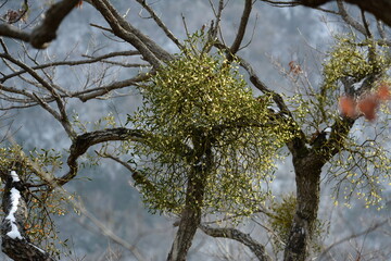 Korean mistletoe plant and seeds in natural forest. Medicinal parasitic plant growing on trees, traditionally used in herbal remedies.