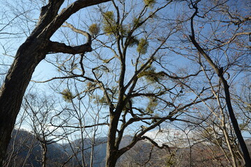 Korean mistletoe plant and seeds in natural forest. Medicinal parasitic plant growing on trees, traditionally used in herbal remedies.