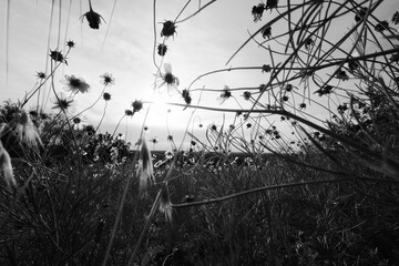 Wide angle wildflower field from low angle view in black and white
