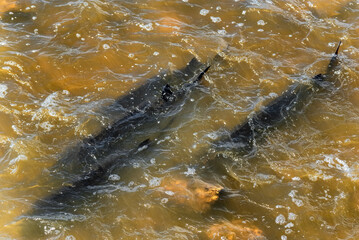 Fototapeta premium Lake Sturgeon Spawning At The Fox River Dam And Rapids At De Pere, Wisconsin, In Spring