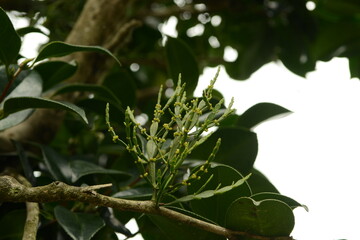 Parasitic Korean herb growing on camellia trees. Camellia mistletoe in sunlight, used in traditional medicine and herbal remedies.