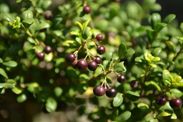 Ilex crenata, also known as Korean holly. Dense evergreen shrub with small dark green leaves, often used for landscaping and hedges.