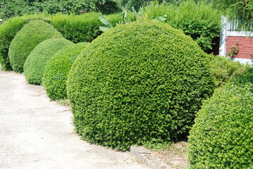 Ilex crenata, also known as Korean holly. Dense evergreen shrub with small dark green leaves, often...