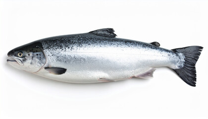 Naklejka premium Close-up of grey Atlantic salmon fish, fresh seafood on white background, isolated