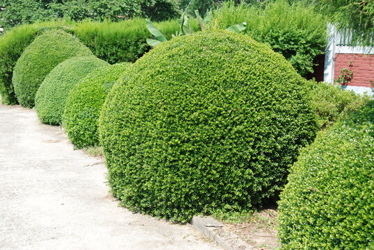 Ilex crenata, also known as Korean holly. Dense evergreen shrub with small dark green leaves, often used for landscaping and hedges.