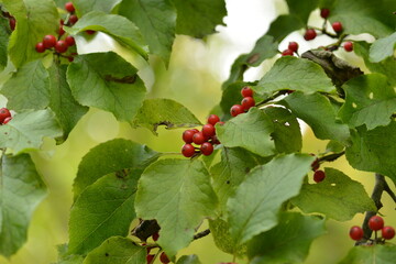 Viburnum dilatatum, a deciduous shrub native to Korea. Features bright red berries and white flowers, commonly found in forests and gardens.