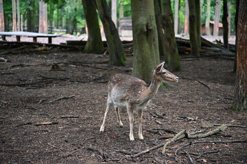 A young female deer - Bambi in its natural habitat. Photo 2