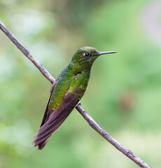 Hummingbird perched on branch in Salento, Quind&iacute;o, Quindio, Colombia. Vivid green metallic feathers, tranquil pose, isolated with natural bokeh background