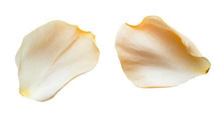 Fototapeta premium Botanical composition of delicate white flower petals isolated on transparent background. PNG