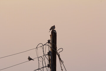 Birds perched on a tangled utility pole at twilight in Yazd, Iran, silhouetted against a soft...