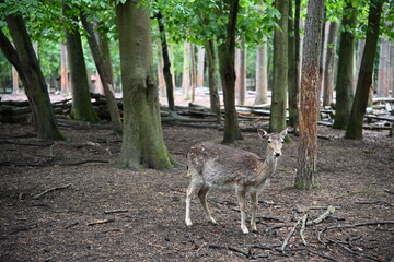 A young female deer - Bambi in its natural habitat. Photo 1