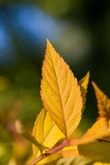 top view of a glowing yellow leaf in sunlight with dark blurred background