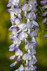 close-up view of the hanging bundle of purple blossoms of the Wisteria in the sunlight