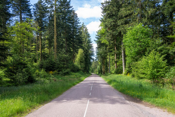 Route s'enfonçant dans la forêt des Vosges