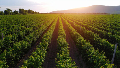 Top View of Lush Raspberry Field &ndash; Organic Farming and Fruit Harvest Perfect for Adobe Stock Contributor

