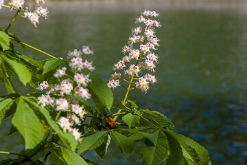 the white inflorescences of the horse chestnut in the sunlight against a blurred water background