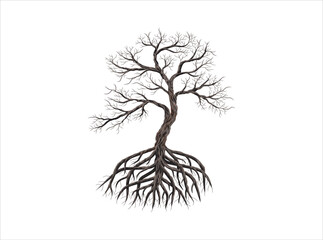 Dead tree, dry mangroves, tree and roots isolated on white