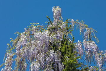a fir tree hung with the purple blossoms of the wisteria against a blue sky